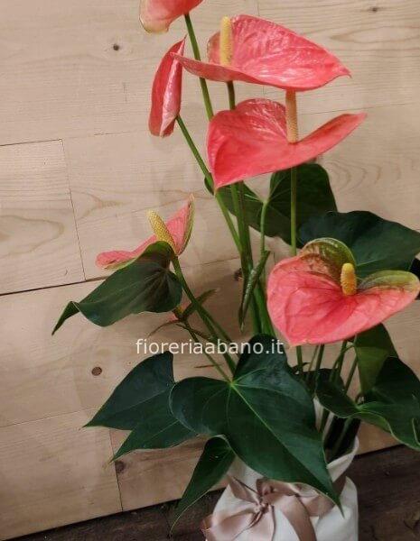Pianta di anthurium