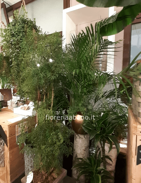 Pianta verde da concordare con il fiorista