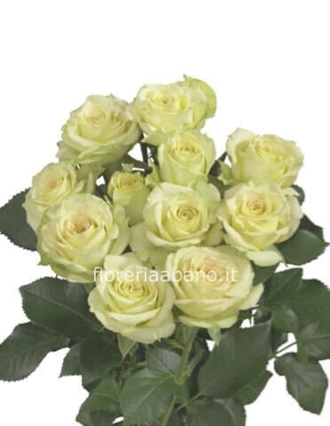 Rose bianche a steli, prima scelta, lunghezza 60 cm