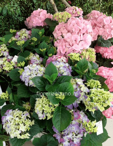 pianta ortensia grande