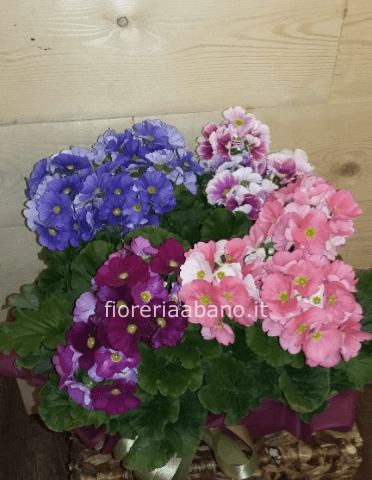 composizione di primule obconiche