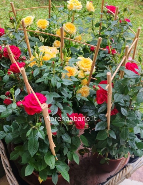 Rose a spalliera