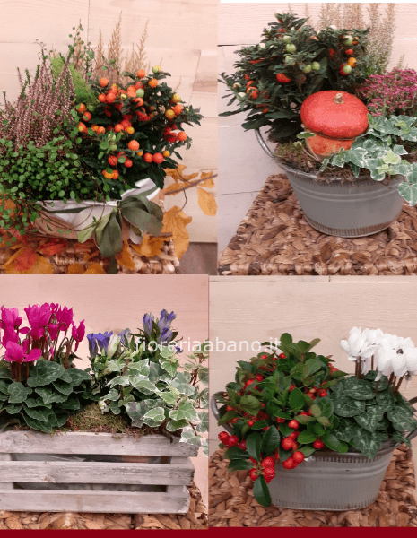 composizione piante piccola