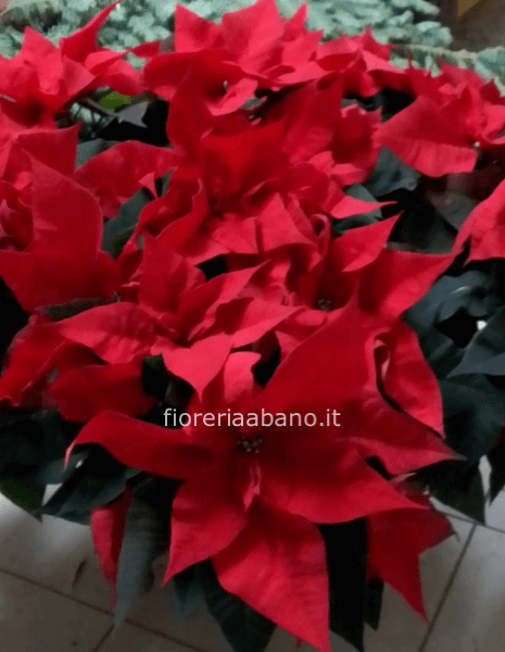 ciotola di stella di natale