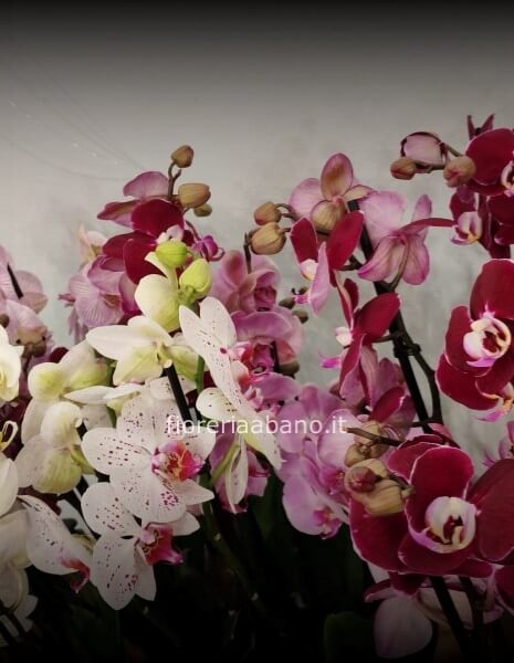 orchidea phalenopsis