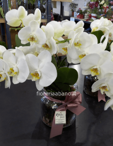 Orchidea Tablo in vaso di vetro