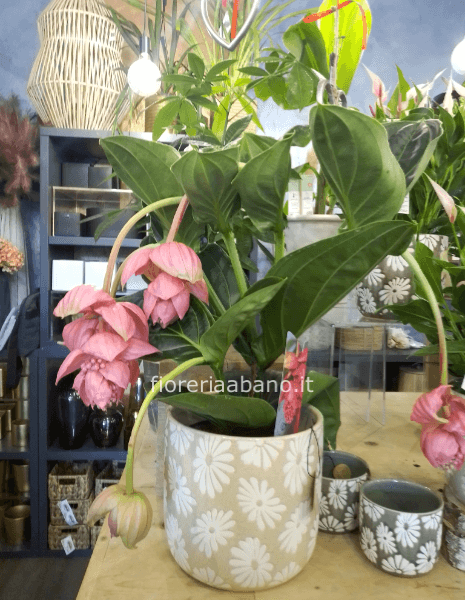 medinilla magnifica
