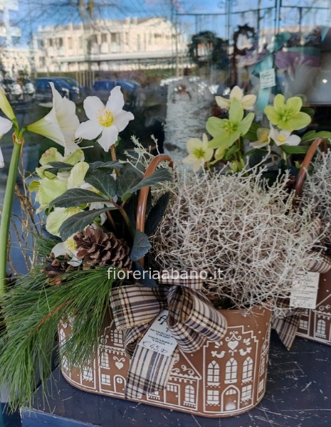 Composizione di piante natalizia
