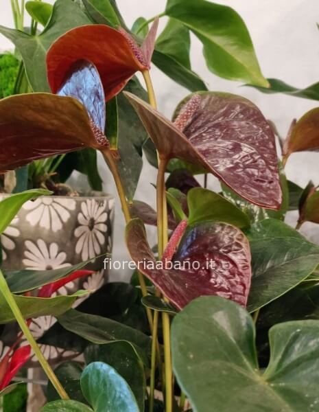pianta anthurium rosso scuro